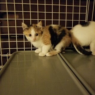 可愛い〰３兄妹　茶白、三毛猫