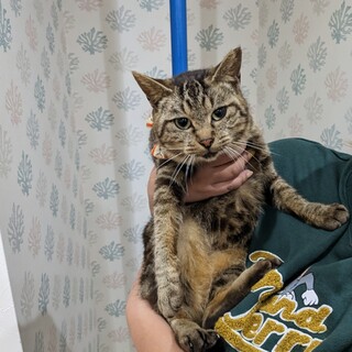 エイズ陽性1歳大人しい女の子