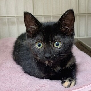 1/9高田馬場★ウィンちゃん★活発でしっかり者