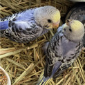 セキセイインコ雛里親募集