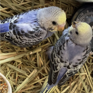 セキセイインコ雛里親募集