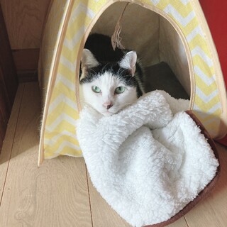 人が大好きなスモモちゃん