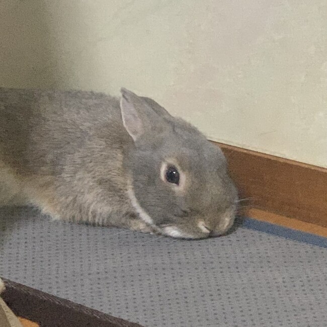 らすかるのカバー写真