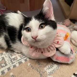 白黒ハチワレ柄のマリーちゃん　女の子　約3ヶ月