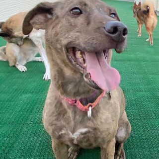 12/18 マーベラス譲渡会に参加❣️