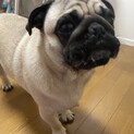 10ヶ月のパグオスです！