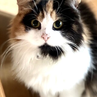 C22-W1111 ⑦　とっても良い子♪