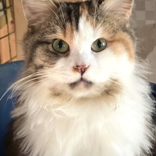 C22-W1115 ⑪　ゴロニャン♪