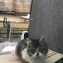 4ヶ月位の子猫です。