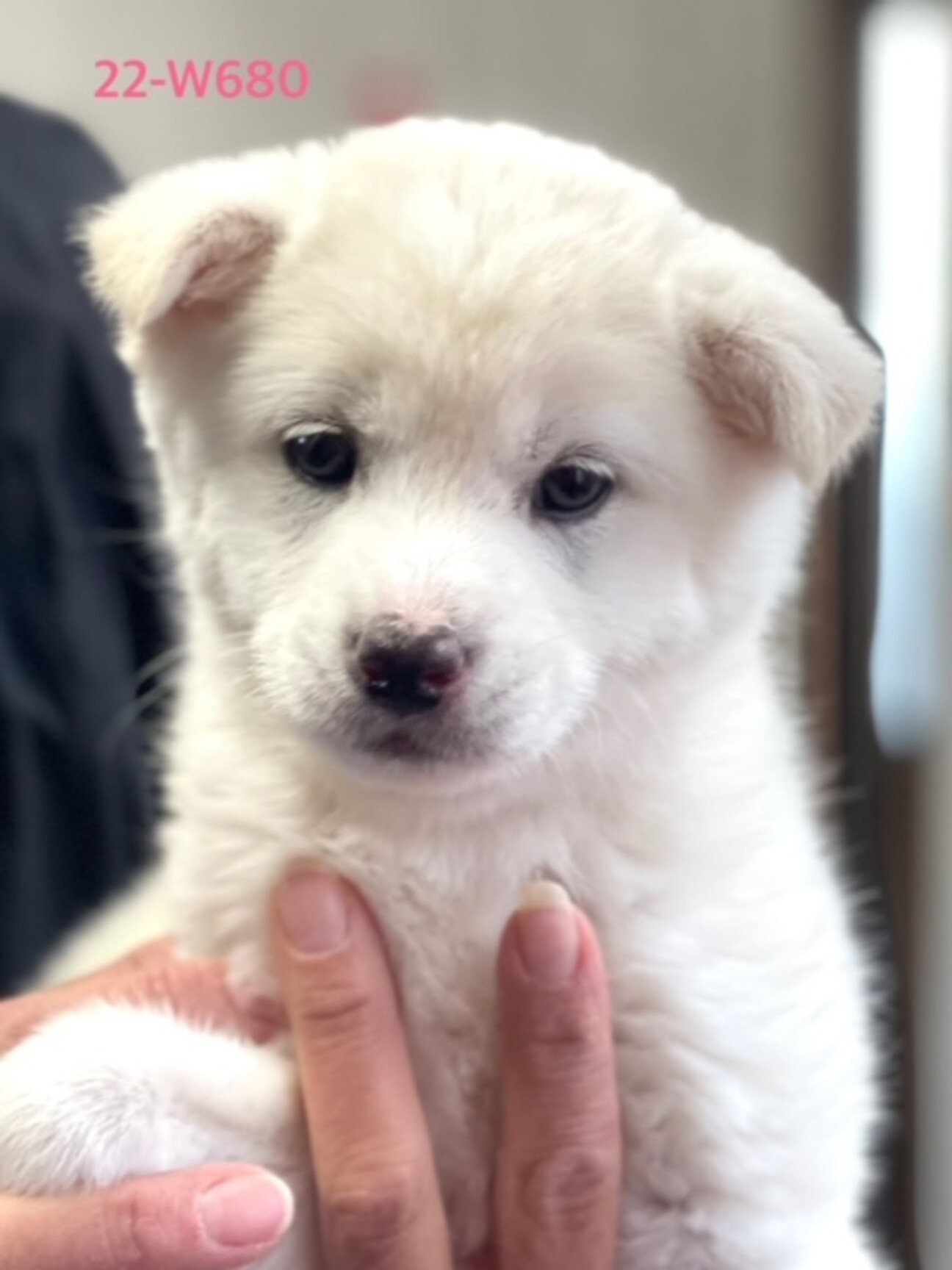 極上　在銘　犬の親子　根付　約4.5cm トヒチ　東ゆ7-0914⭐︎1F 極上 在銘 犬の親子 根付 約4.5cm トヒチ 東ゆ7-0914⭐︎