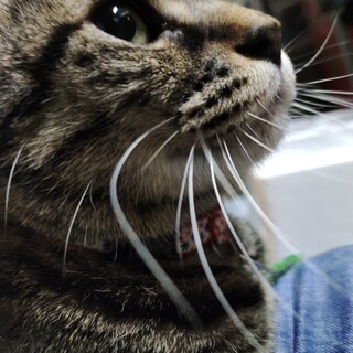 飼育歴4年半　可愛い愛猫ですが、やむなく手放します