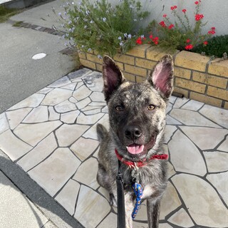 人馴れバツグン晴芽（せいが）❤️野犬にも家族を