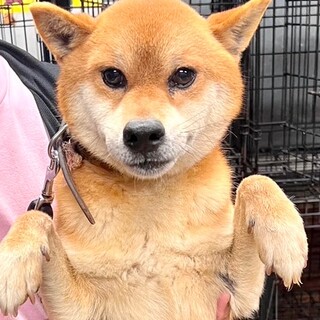 22-M689　とても利口な柴君です！