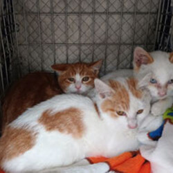 つくば市上ノ室　猫の里親会