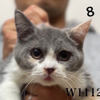 C22-W1112 ⑧　スコ子猫ちゃんです♪