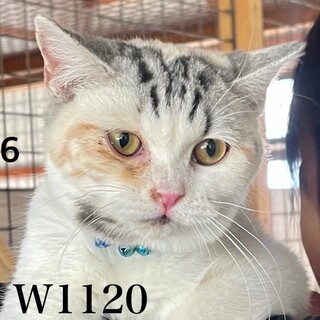 C22-W1120 ⑯　ゴロゴロ可愛い仔猫♪