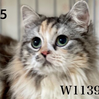 C22-W1139 ㉟　とても綺麗な被毛です♪