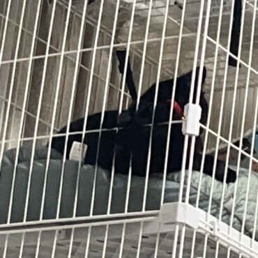 ハミ毛