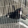 ハミ毛