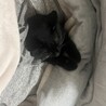 人間を背もたれにし、こたつを使いこなしちゃうぼく。