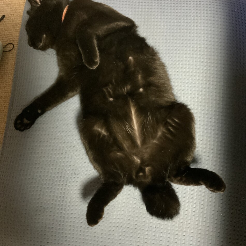 くろまめのカバー写真