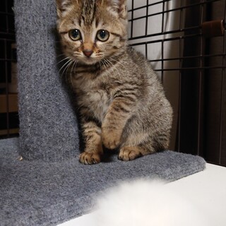 天真爛漫なキジトラの子猫