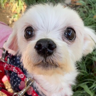 マルチーズの男の子 玄くん