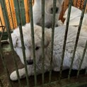 保護犬を迎えませんか？♀