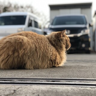 可愛い！稲沢❣️ダブルキャリアの茶猫 保護希望