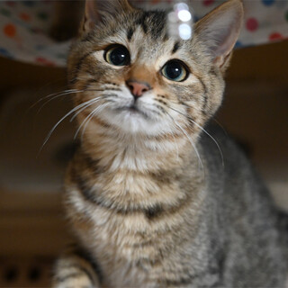 丸いお顔のキジくん♪