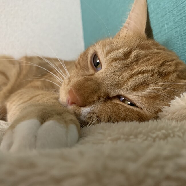 スイカちゃん。のカバー写真