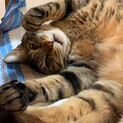 鳴き声がかわいい9.5キロの大猫のぽぽです。