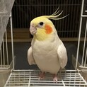 オカメインコ(飛べません)