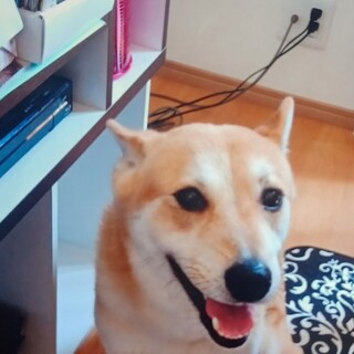 人間大好きなお利口な子です生涯大切にしていただける