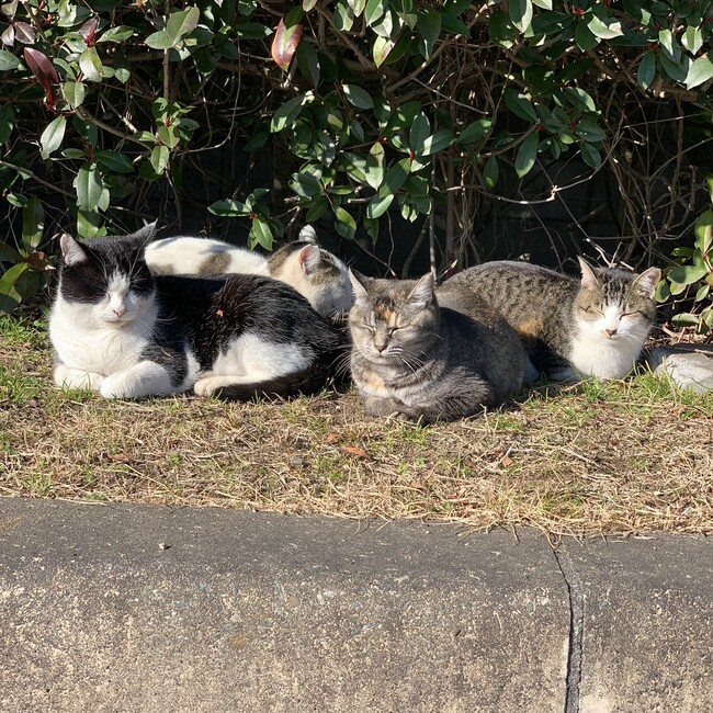 まこ平のカバー写真