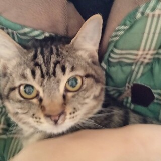 甘えん坊で体が丈夫で飼いやすいキジちゃん6か月