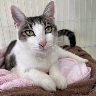 扱いやすいイケメン