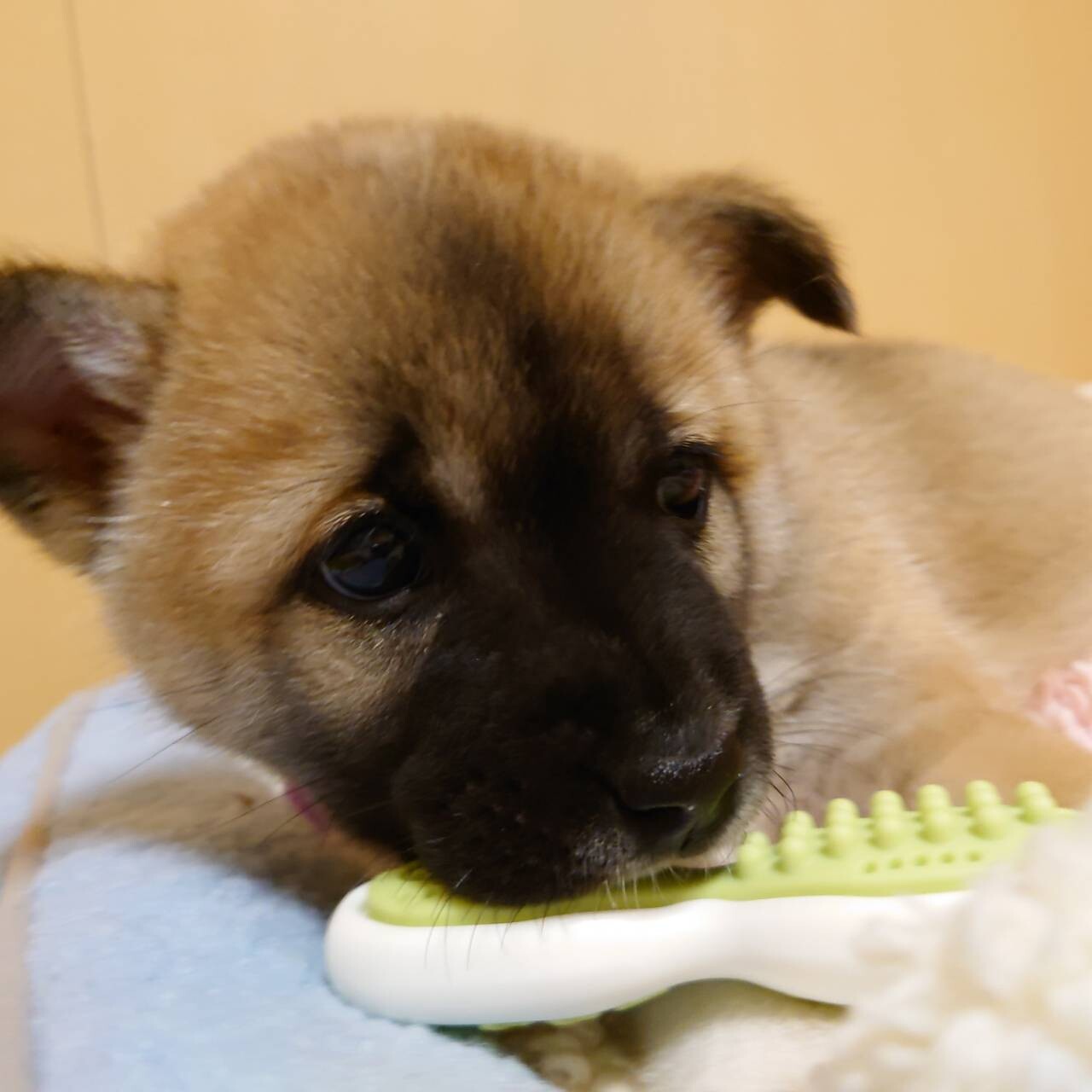 ☆里親大募集第2弾⁉ボルゾイ‼お届け可！☆ 26インチ 自転車 『VOLZOI