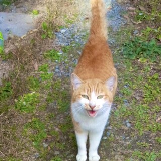 人懐っこい女の子♪すぐに家族の一員になれます⭐︎