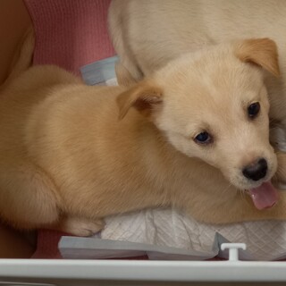 【仔犬】くるみちゃん