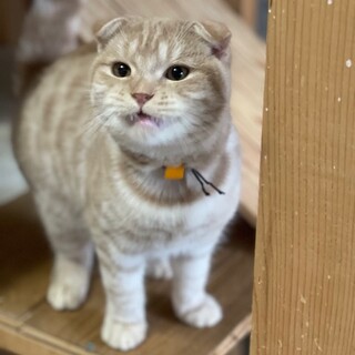 C22-M1108 ④　スコのゴロニャン仔猫♪