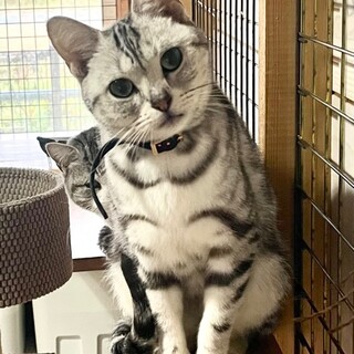 C22-W1132 ㉘　とても綺麗な子です♪