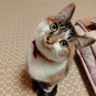 ザ！三毛女の姫ちゃん