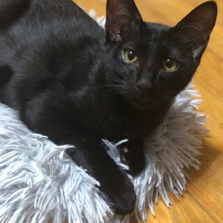 黒猫　ライチ君！