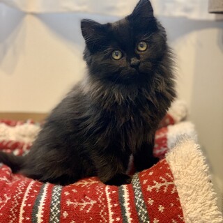 募集停止します