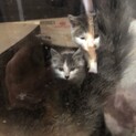 生後4ヶ月くらいの猫です。