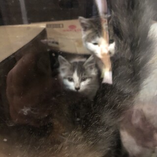 生後4ヶ月くらいの猫です。