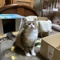 生後7ヶ月の子猫ちゃん
