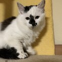 生後約4ヶ月の子猫ちゃん