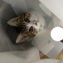 トイレ留守番出来ます！保健所行きから救って下さい！